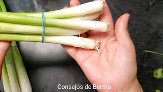 TIPS  1 CONSERVAR POR MAS TIEMPOcilantro jengibre betabel cebollitas [upl. by Neehsas]