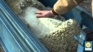 Understanding LiveAnimal Evaluation of Fat Lambs [upl. by Elyssa519]