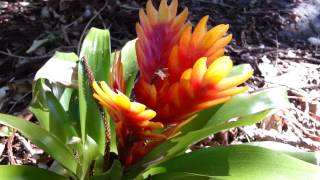 Bromeliad  Vriesea splendens  Flaming Sword  Top 10 Bromeliads HD 21 [upl. by Eilatan]