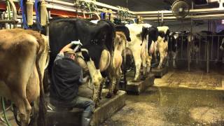 Milking time at Mosnang Holsteins [upl. by Namra]