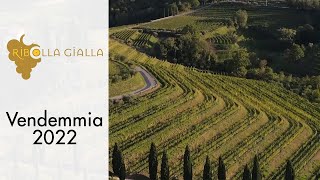 Ribolla Gialla Wine TG  Vendemmia 2022 [upl. by Alarick]