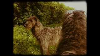 Aulden Daze Scottish Deerhounds [upl. by Shing]