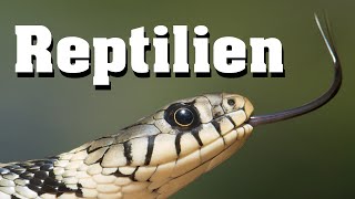 Reptilien  Biologie Evolution und Artenkunde [upl. by Niggem642]