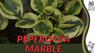 PEPEROMIA MARBLE Description Information and More Peperomia obtusifolia Marble [upl. by Bowman]