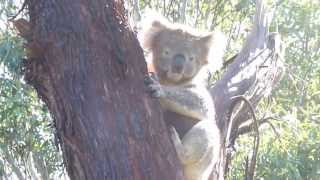 Koala climbing a tree at Cleland Park near Adelaide South Australia [upl. by Hayyikaz]