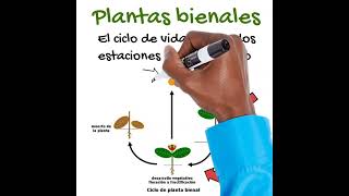 Los Ciclos de Vida de las Plantas EN 1 MINUTO biología [upl. by Aimek]