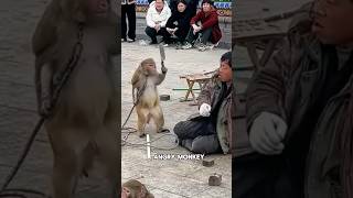 This monkey is very angry！animals [upl. by Maddox836]