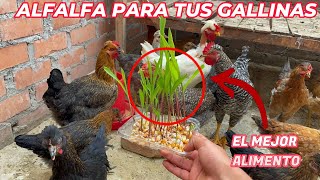 Como es la alimentación con alfalfa en gallinas mejoradas [upl. by Mcquoid388]