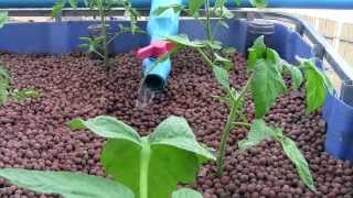 Aquaponics vs Hydroponics [upl. by Idolah]