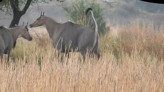 35 Nilgai try to hunt other blue bull [upl. by Singer]