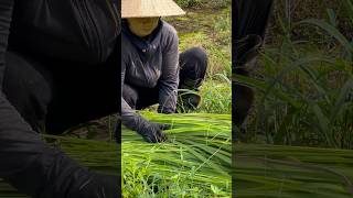 Forest Leaf Harvesting for Traditional Rural Homes  Amazing Village Life [upl. by Dosi]