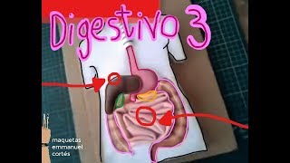 Sistema Digestivo 3 Digestive Model 3 [upl. by Spiro]