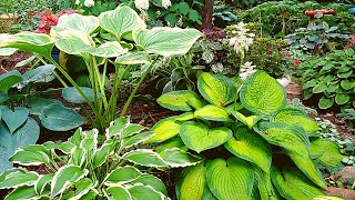 How To Divide amp Propagate Your Hostas [upl. by Anyrak]