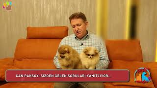 Kızıl renkli Pomeranian ile parti color Pomeranian eşleşmesinde yavrular ne renk olur [upl. by Inami42]