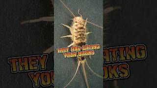 Firebrat  The Insect That Eats Your Books animalenigmas [upl. by Ardnod]