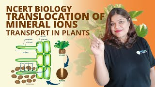 Translocation of mineral ions  Class 11 Biology  Transport in Plants  Plant Physiology [upl. by Edlitam]