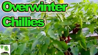 How To Overwinter Chilli Plants In The UK [upl. by Nodnerb]