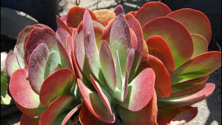 Kalanchoe plant Identify Luciae Thyrsiflora and Tetraphylla [upl. by Grantham]