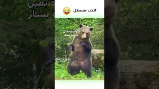 دب بني يرقص مدبلج كوميدي 😂  دبلجةمضحكة ضحك اكسبلور funny السعودية mykingo كوميديا دب ضحك [upl. by Torras285]