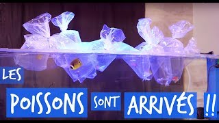 MES POISSONS MARINS SONT ARRIVES   TOOPET [upl. by Galvin50]