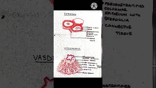 EpididymisVasdeferenshistology mbbs2ndyear mbbsstudent mbbstrendingshorts shorts [upl. by Eceinert67]