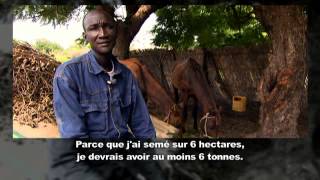 Les exploitations agricoles peuventelles nourrir le Sénégal [upl. by Iruy270]