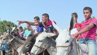 Donkeys marathon held in Egyptian village [upl. by Dyun]