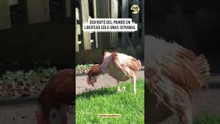 Fleur murió hace 6 años su historia sigue abriendo corazones ❤️ gallinas huevos [upl. by Gale]