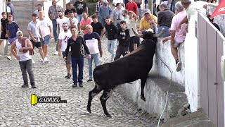 Tourada Canada das Mercês Feteira 110 2023 FP Açores [upl. by Mahsih]