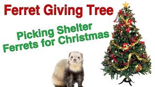 Ferret Giving Tree Picking Shelter Ferrets for Christmas w My Four Ferrets [upl. by Glialentn]