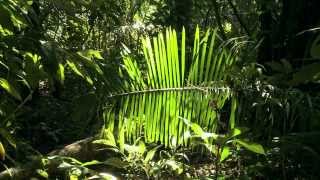 Portrait de plantes  Palmiers la famille des records [upl. by Nan677]