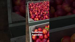 Nectarines fruit Victoria Australia 🇦🇺 [upl. by Ayekan223]