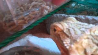 The Infamous Bearded Dragon Spike Demolishing Meal Worms  Expert Paintballer [upl. by Roux]