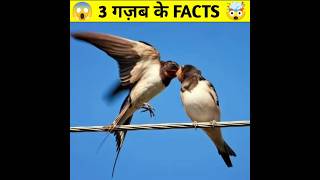 Top 3 Amazing Facts ।। 3 गजब के फैक्ट ।। facts amazing trending ytshorts youtubeshorts shorts [upl. by Nilatak]