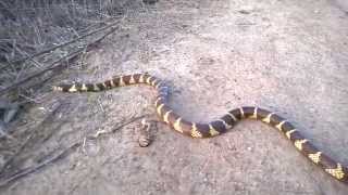 Snakes In Orange County California State Parks and Hiking Trails [upl. by Ogilvie]