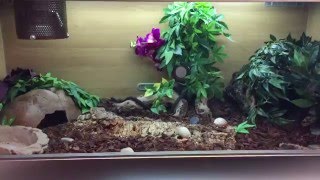 HOW TO SETUP A LARGE BALL PYTHON ENCLOSURE [upl. by Ila511]