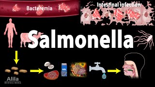 Salmonella Infections  Salmonellosis Animation [upl. by Arissa]