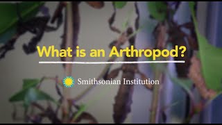 What is an Arthropod [upl. by Natloz505]