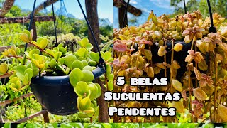 5 BELAS SUCULENTAS PENDENTES PARA O SEU JARDIM COLAR DE MOEDAS BOLDINHO E DICAS DE COMO CULTIVAR [upl. by Finbar]