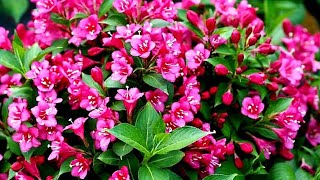 Weigela Bush Flowers buhayayganyan [upl. by Ahsat916]