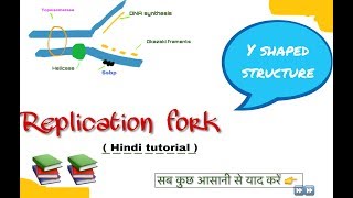 Replication fork in hindi ll biology ll [upl. by Nurav]