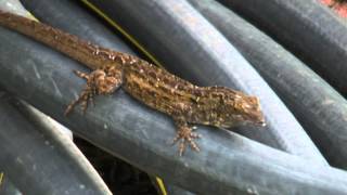 Brown Anole Lizard Orlando Florida [upl. by Laverna738]