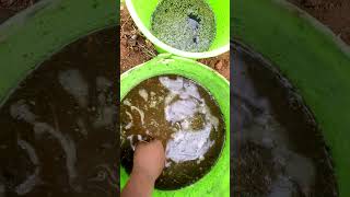 azolla farming in different sources of nutrients [upl. by Llatsyrk]