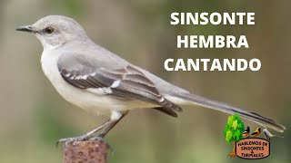 SINSONTE  CENZONTLE HEMBRA CANTANDO [upl. by Honey]