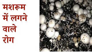 बटन मशरूम के रोग Disease in Button Mushroom [upl. by Appleby]