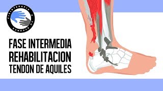 Rotura del tendon de aquiles ejercicios y rehabilitacion postcirugia en la fase intermedia [upl. by Lairret]