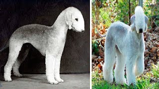 THE RAREST DOG BREEDS In The World [upl. by Ebaj659]