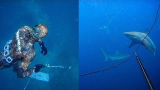 INTENSE Spearfishing with SHARKS  Auckland diving for Kingfish [upl. by Eldwen]