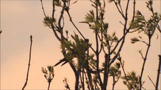 Common Cuckoo  Koekoek Cuculus Canorus Part 2 quot Avondrood quot [upl. by Arnoldo825]