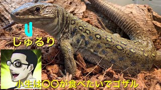 ホウセキカナヘビの食事 Ocellated Lizard meal [upl. by Aida796]